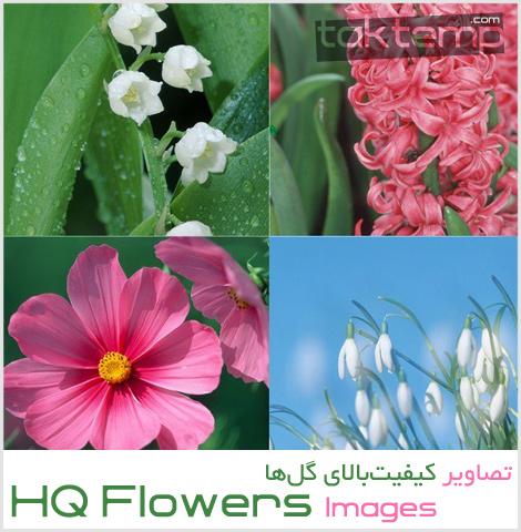 hq-flower1